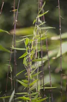 Fargesia 'Jiuzhaigou 1' (Sierbamboe 'Jiuzhaigou 1') - afbeelding 7