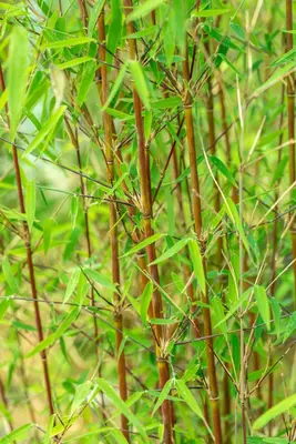 Fargesia 'Jiuzhaigou 1' (Sierbamboe 'Jiuzhaigou 1') - afbeelding 14