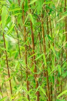 Fargesia 'Jiuzhaigou 1' (Sierbamboe 'Jiuzhaigou 1') - afbeelding 14