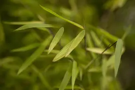 Fargesia 'Jiuzhaigou 1' (Sierbamboe 'Jiuzhaigou 1') - afbeelding 1