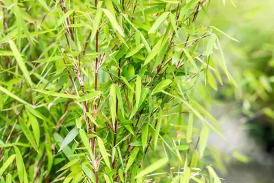 Fargesia 'Jiuzhaigou 1' (Sierbamboe 'Jiuzhaigou 1') - afbeelding 11