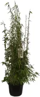 Fargesia murielae 'Ivory Ibis' (Bamboe) 80cm kopen?