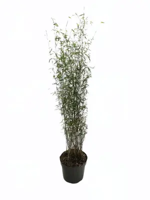 Fargesia nitida 'Jiuzhaigou' (Niet woekerende bamboe) 100cm - afbeelding 1
