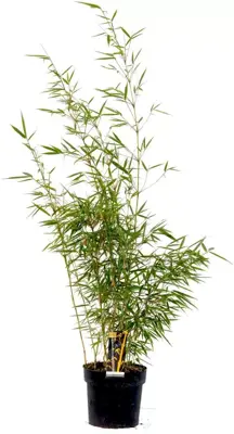 Fargesia robusta 'Campbell' (Bamboe) 100cm - afbeelding 1