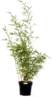 Fargesia robusta 'Campbell' (Bamboe) 100cm - afbeelding 1