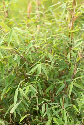 Fargesia 'Ruby Black Badger'® (Bamboe 'Ruby Black Badger'®) - afbeelding 2