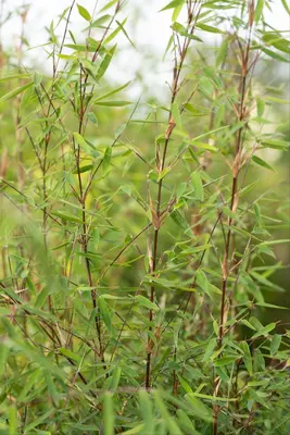 Fargesia 'Ruby Black Badger'® (Bamboe 'Ruby Black Badger'®) - afbeelding 6
