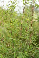 Fargesia 'Ruby Black Badger'® (Bamboe 'Ruby Black Badger'®) - afbeelding 6