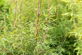 Fargesia 'Ruby Black Badger'® (Bamboe 'Ruby Black Badger'®) - afbeelding 1