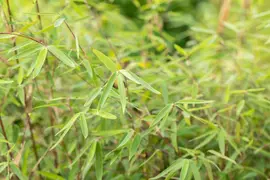 Fargesia 'Ruby Black Badger'® (Bamboe 'Ruby Black Badger'®) - afbeelding 3