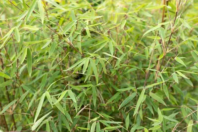 Fargesia 'Ruby Black Badger'® (Bamboe 'Ruby Black Badger'®) - afbeelding 4