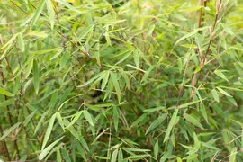 Fargesia 'Ruby Black Badger'® (Bamboe 'Ruby Black Badger'®) - afbeelding 4