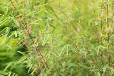 Fargesia 'Ruby Black Badger'® (Bamboe 'Ruby Black Badger'®) - afbeelding 5