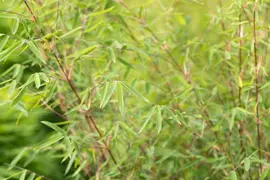 Fargesia 'Ruby Black Badger'® (Bamboe 'Ruby Black Badger'®) - afbeelding 5