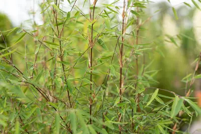 Fargesia 'Ruby Black Badger'® (Bamboe 'Ruby Black Badger'®) - afbeelding 7