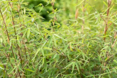 Fargesia 'Ruby Black Badger'® (Bamboe 'Ruby Black Badger'®) - afbeelding 8