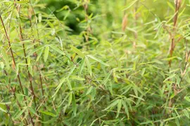 Fargesia 'Ruby Black Badger'® (Bamboe 'Ruby Black Badger'®) - afbeelding 8