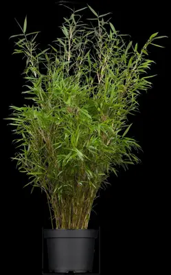 Fargesia rufa (Sierbamboe) - afbeelding 2