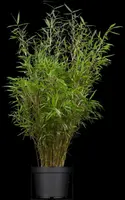 Fargesia rufa (Sierbamboe) - afbeelding 2