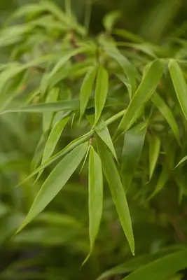 Fargesia rufa (Sierbamboe) - afbeelding 5