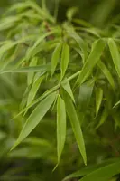 Fargesia rufa (Sierbamboe) - afbeelding 5