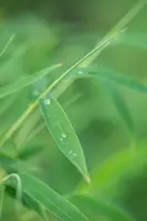 Fargesia rufa (Sierbamboe) - afbeelding 6