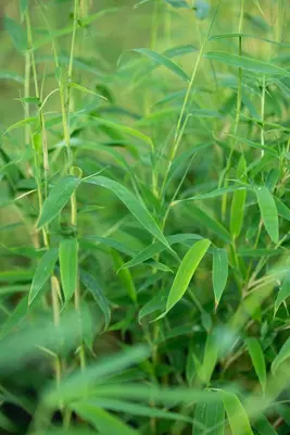 Fargesia rufa (Sierbamboe) - afbeelding 8