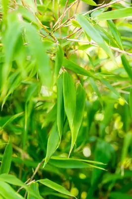Fargesia rufa (Sierbamboe) - afbeelding 15