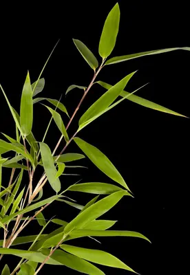 Fargesia rufa (Sierbamboe) - afbeelding 1