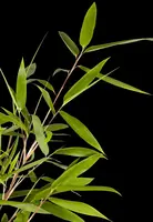 Fargesia rufa (Sierbamboe) - afbeelding 1