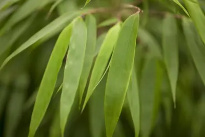 Fargesia rufa (Sierbamboe) - afbeelding 3