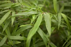 Fargesia rufa (Sierbamboe) - afbeelding 4