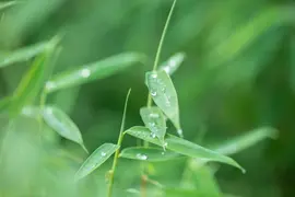 Fargesia rufa (Sierbamboe) - afbeelding 9