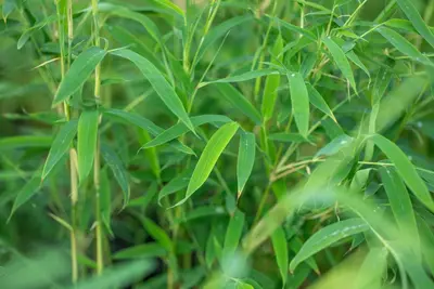 Fargesia rufa (Sierbamboe) - afbeelding 10