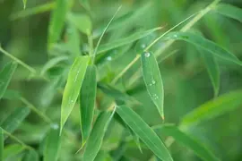 Fargesia rufa (Sierbamboe) - afbeelding 11