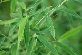 Fargesia rufa (Sierbamboe) - afbeelding 12