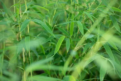 Fargesia rufa (Sierbamboe) - afbeelding 13