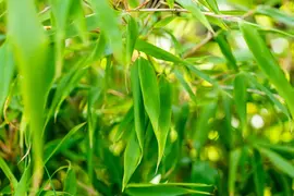 Fargesia rufa (Sierbamboe) - afbeelding 14