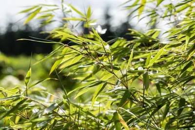 Fargesia rufa (Sierbamboe) - afbeelding 16