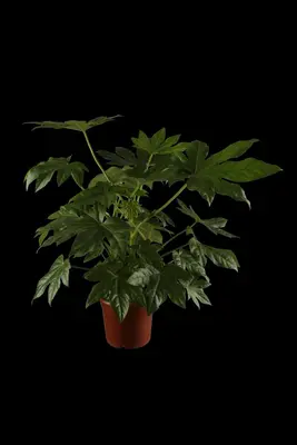 Fatsia japonica (Fatsia) - afbeelding 2