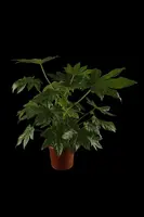 Fatsia japonica (Fatsia) - afbeelding 2