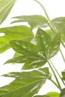 Fatsia japonica (Fatsia) - afbeelding 6
