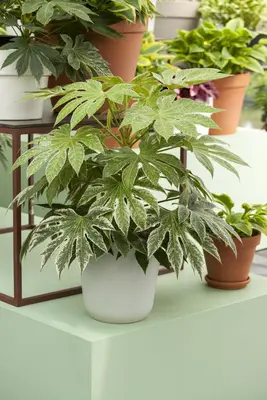 Fatsia japonica (Fatsia) - afbeelding 7