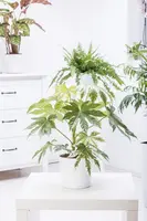 Fatsia japonica (Fatsia) - afbeelding 10