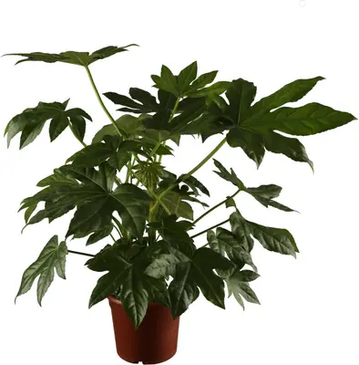 Fatsia japonica (Fatsia) - afbeelding 1
