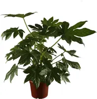 Fatsia japonica (Fatsia) - afbeelding 1