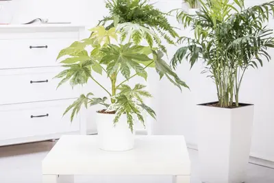 Fatsia japonica (Fatsia) - afbeelding 9