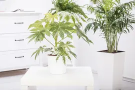 Fatsia japonica (Fatsia) - afbeelding 9