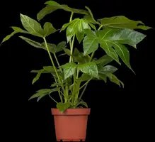 Fatsia japonica (Fatsia) - afbeelding 3