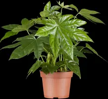 Fatsia japonica (Fatsia) - afbeelding 4